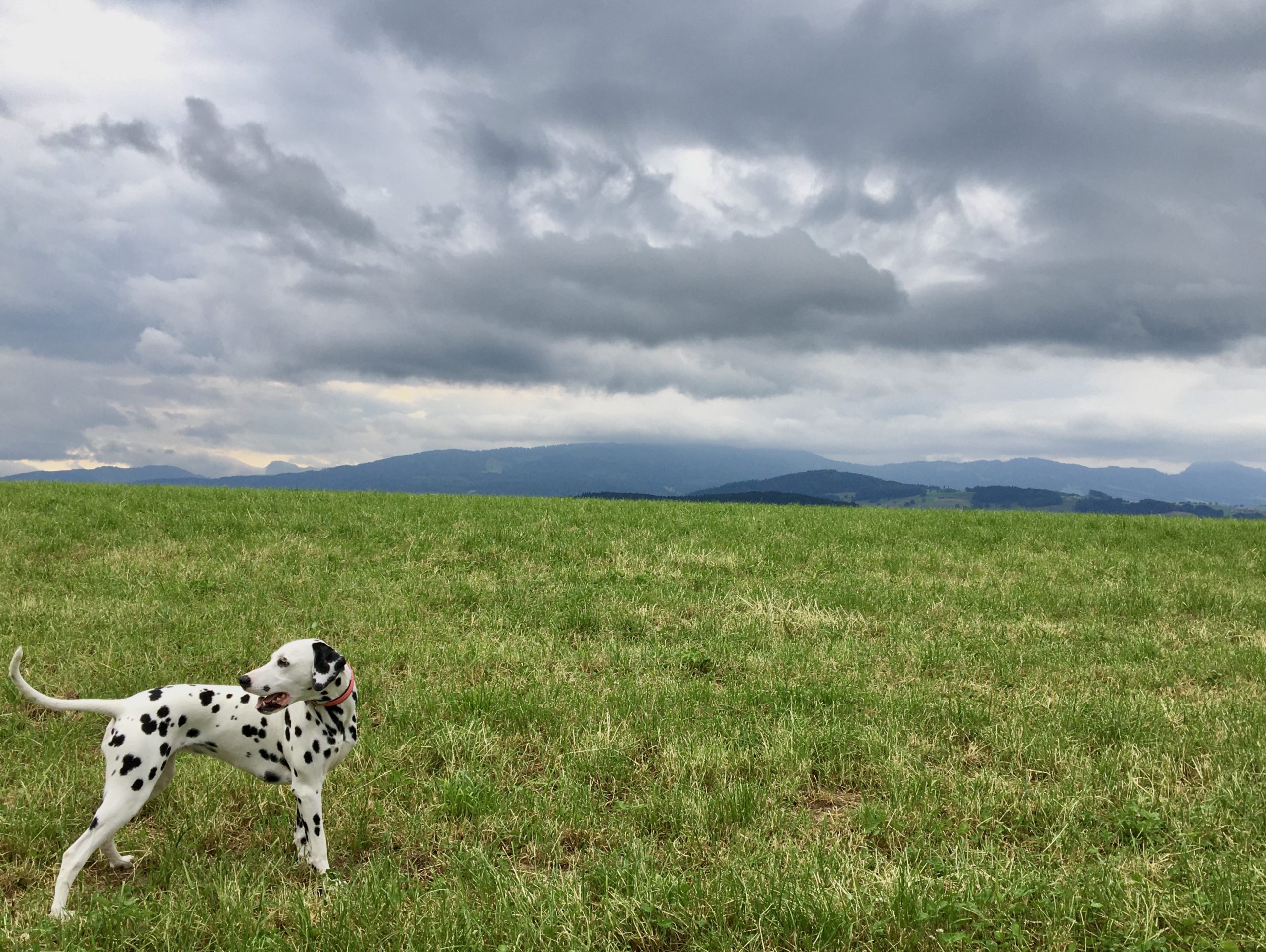 dalmatien a donner suisse anti aging)