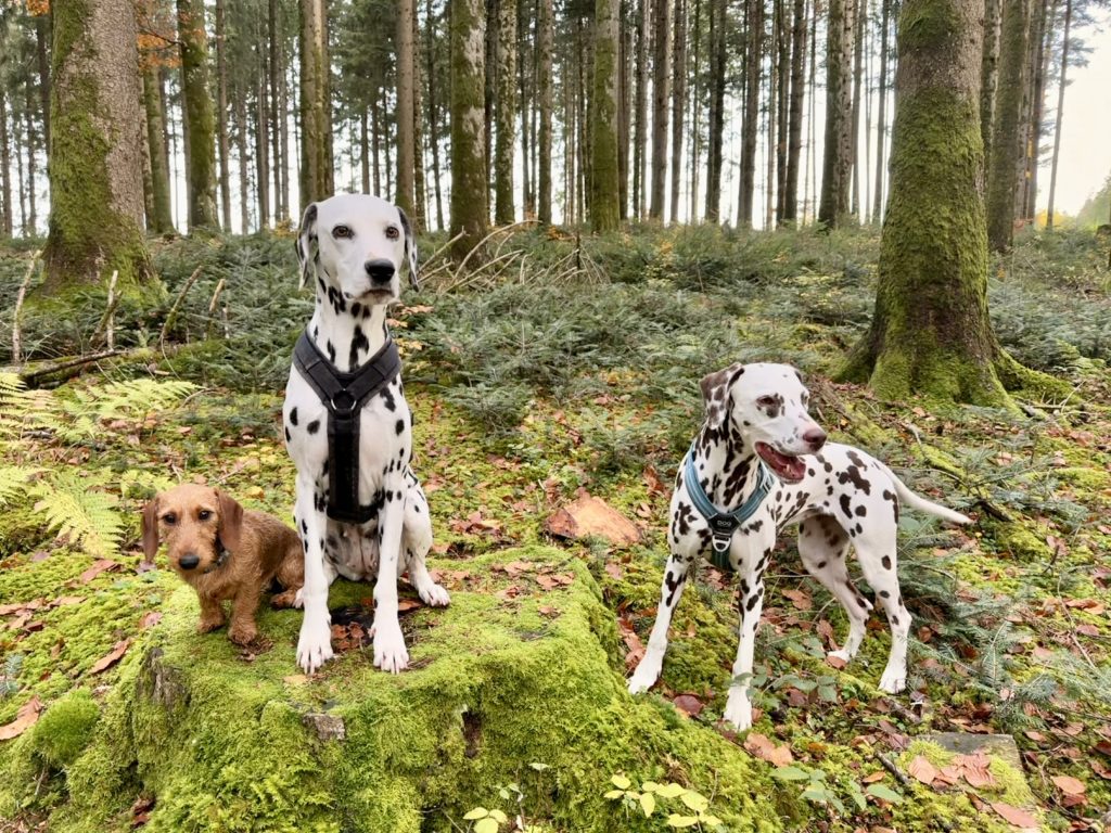 L’attribut alt de cette image est vide, son nom de fichier est IMG_0031-4-1024x768.jpeg.