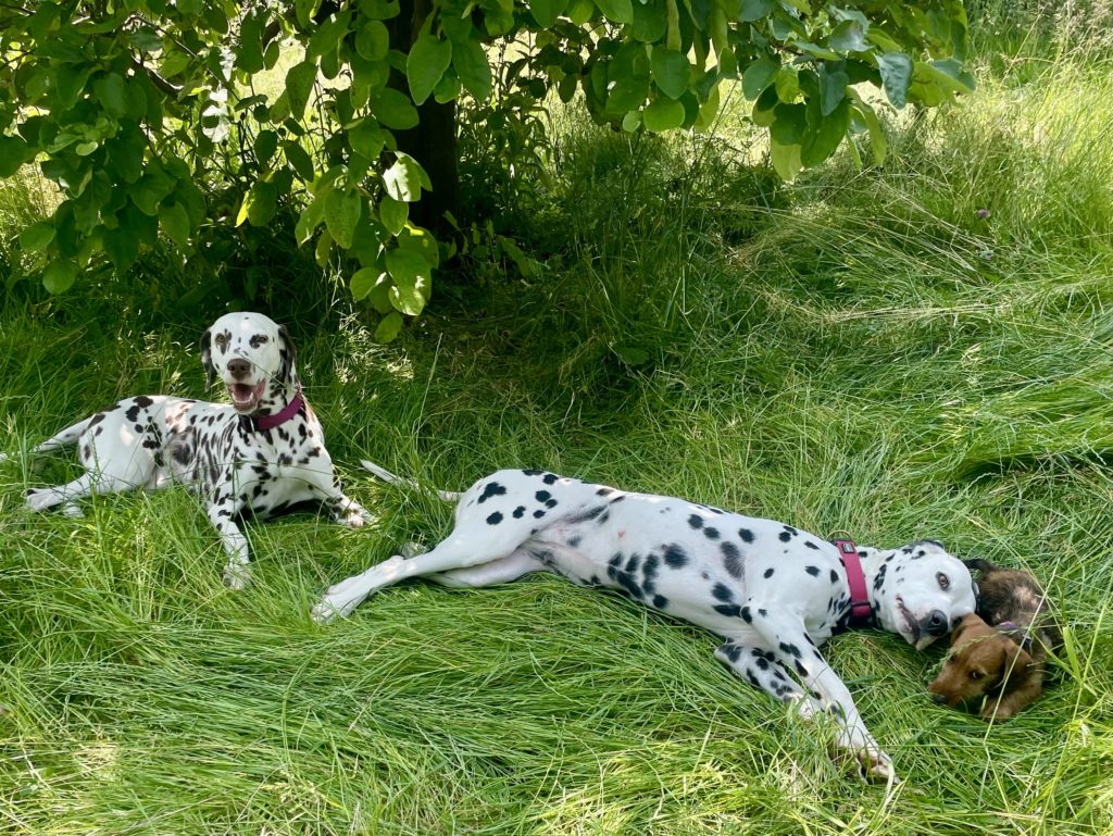 L’attribut alt de cette image est vide, son nom de fichier est IMG_6636-1024x769.jpeg.