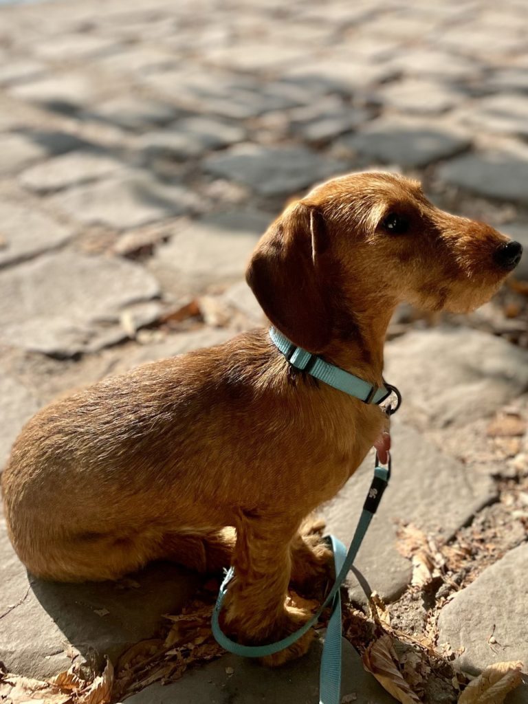 L’attribut alt de cette image est vide, son nom de fichier est IMG_7688-edited-768x1024.jpeg.